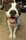 Pit_Bull's avatar