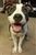 Pit_Bull's avatar